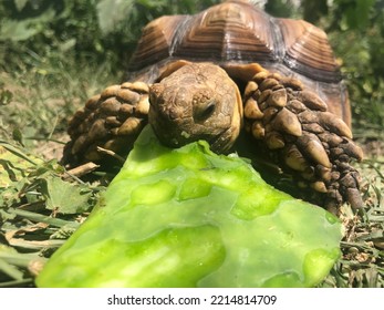 Beautiful sulcata tortoise from africa - Powered by Shutterstock