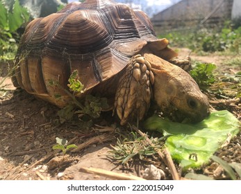 Beautiful sulcata tortoise from africa - Powered by Shutterstock