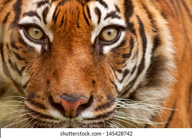 Beautiful sumatran tiger 