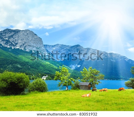 Similar – Foto Bild Kühe auf der Almwiese am Gipfel