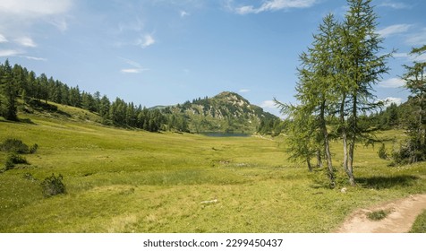 Beautiful summer alpine landscape with grass and pine trees in the foreground and forest and mountains in the background. summer, alps, austria, copy space, negative space. - Powered by Shutterstock