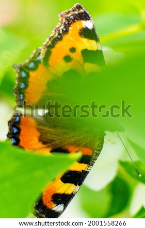 Similar – Image, Stock Photo Butterfly wings