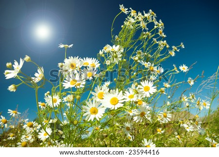 Similar – Image, Stock Photo let the sun shine …