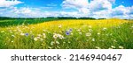 Beautiful summer colorful panoramic landscape of flower meadow with daisies against blue sky with clouds.