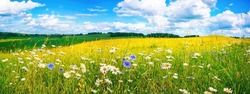 Magnifique Paysage Panoramique Estivale Coloré De Prairie Fleuri Avec Marguerites Contre Ciel Bleu Avec Nuages.