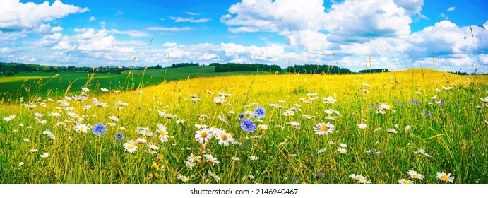 Beautiful summer colorful panoramic landscape of flower meadow with daisies against blue sky with clouds. - Shutterstock ID 2146940467