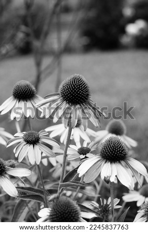 Beautiful summer coneflowers and daisies growing in the flower garden in a black and white monochrome.