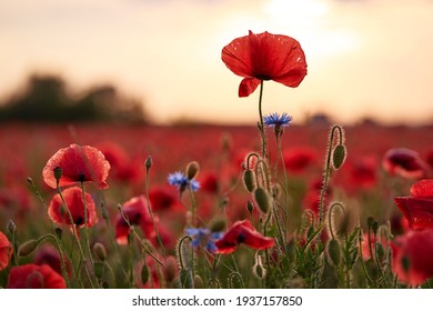 Poppy Flower Hd Stock Images Shutterstock