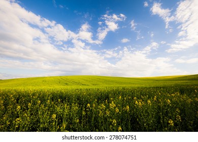 Beautiful Summer Field Sunny Day Stock Photo 398984248 | Shutterstock