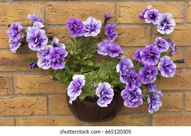 Beautiful Summer Flowering Purple Surfina Petunia Plants In A Wall Mounted Container.