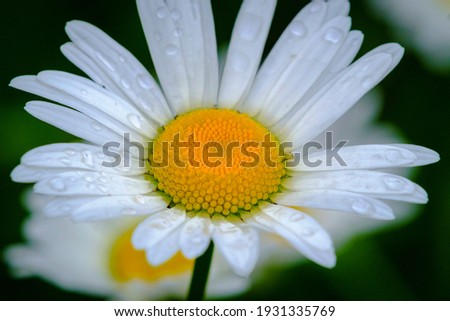 Similar – Image, Stock Photo silent Garden Nature Plant