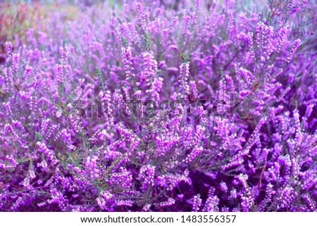 Similar – #A# Lavender sun