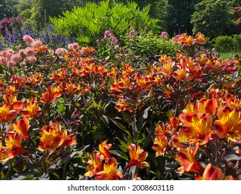 Beautiful Summer Flowers In A Vibrant, Well Established Flower Bed