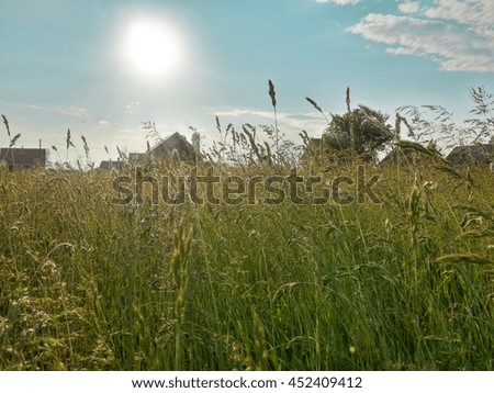 Similar – Dune grass in the evening sun