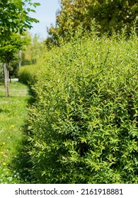 Beautiful, Summer Green Bush In The City Park In The Foreground. Sheared Oval Long Bush. New Young Branches Of The Bush Grow. Green Grass. Green Park. Vertically. No People