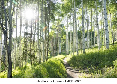 A Beautiful Summer Hiking Trail Through An Aspen Tree Grove On Vail Colorado Ski Resort Mountain