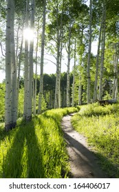 A Beautiful Summer Hiking Trail Through Aspen Tree Grove On Vail Colorado Ski Resort Mountain