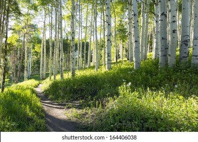 A Beautiful Summer Hiking Trail Through Aspen Tree Grove On Vail Colorado Ski Resort Mountain