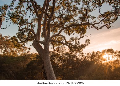 Beautiful Summer Image Of An Australian Gumtree At Sunrise With God Rays And Soft, Pastel Blue Sky In The Background