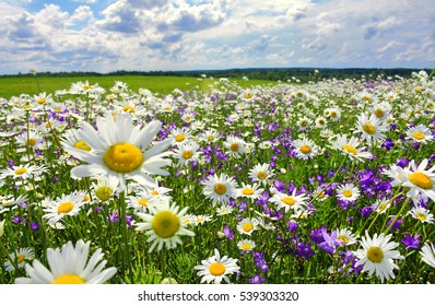 beautiful summer landscape with blossoming meadow and flowers. wild flowers blooming spring - Shutterstock ID 539303320