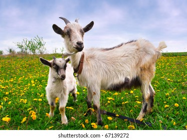 Beautiful Summer Landscape With A Goat And Kid