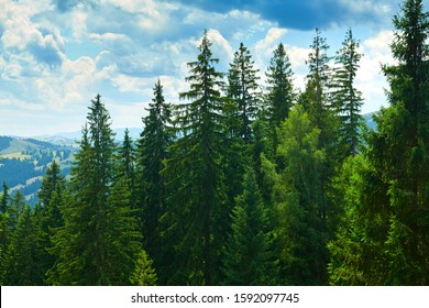 beautiful summer landscape, spruces on hills, cloudy sky and wildflowers - travel destination scenic, carpathian mountains - Powered by Shutterstock