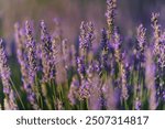 Beautiful summer lavender blossom wildflowers farm fields in California, purple flowers, close up view, selective focus, farm wildflowers blurred landscape, vibrant flowers colors