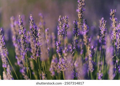 Beautiful summer lavender blossom wildflowers farm fields in California, purple flowers, close up view, selective focus, farm wildflowers blurred landscape, vibrant flowers colors - Powered by Shutterstock