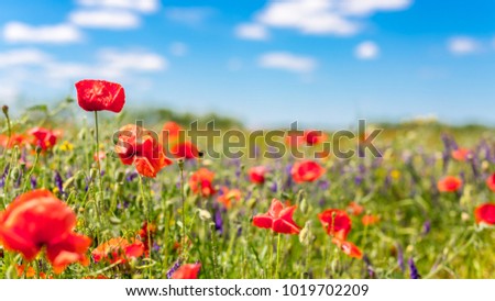 Beautiful summer meadow nature. Spring and summer poppy flowers under blue sky and sunlight