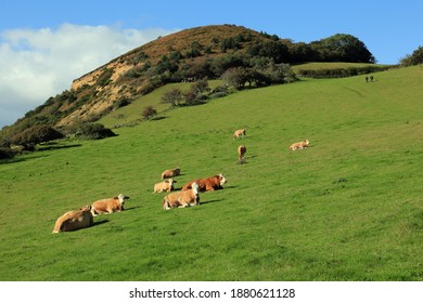 Beautiful Summer Morning Golden Cap Dorset UK