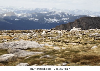 beautiful summer mountain goats grazing at 14,000 ft - Powered by Shutterstock