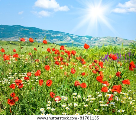 Similar – Foto Bild blühender roter Mohn in der Sonne, Rücklicht