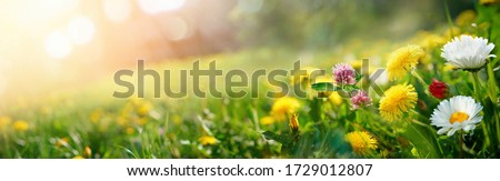 Beautiful summer natural background with yellow pink flowers daisies, clovers and dandelions in grass against of dawn morning. Ultra-wide panoramic landscape,  banner format.