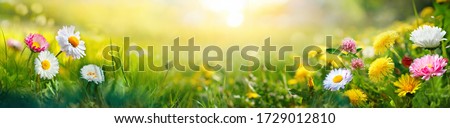 Beautiful summer natural background with yellow white flowers daisies, clovers and dandelions in grass against of dawn morning. Ultra-wide panoramic landscape,  banner format.