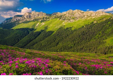 Beautiful summer nature landscape, spectacular colorful pink rhododendron mountain flowers on the hills in Bucegi mountains, Carpathians, Transylvania, Romania, Europe