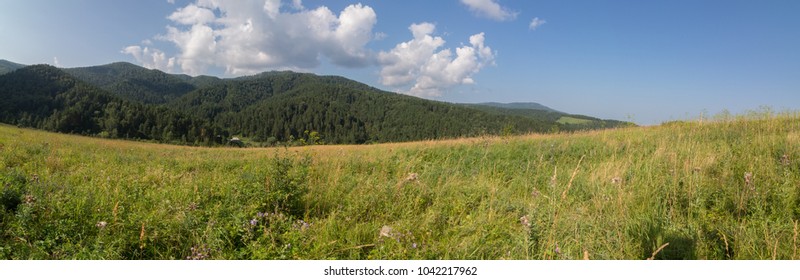 Beautiful summer panorama of lush vegetation in the Altai Mountains