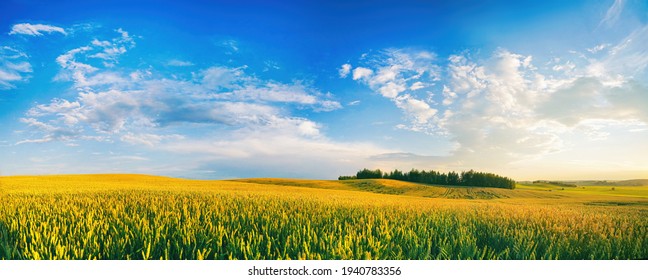 Beautiful summer rural natural landscape with ripening wheat fields, blue sky with clouds in warm day. Panoramic view of spacious hilly area.