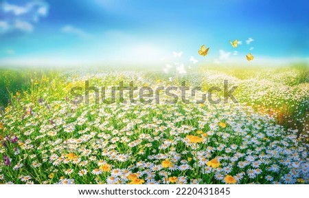 Beautiful summer spring meadow with blooming field daisies and fluttering butterflies in the rays of the sun against a blue sky with clouds. Floral natural background.