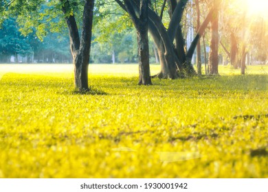 Beautiful Summer Sunny Forest Trees And Green Grass. Nature Morning Light In Public Park With Green Grass Field. Morning Sunlight Shine Through Trees In Park. Beautiful Early Morning Spring