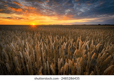 Beautiful summer sunset over wheat fields - Powered by Shutterstock