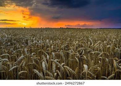 Beautiful summer sunset over wheat fields - Powered by Shutterstock