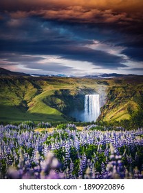 Beautiful summer view of exotic lupine flowers. Location place Skogafoss waterfall, Skoga, Iceland, Europe. Photo of popular tourist attraction. Artistic wallpaper. Discover the beauty of earth.