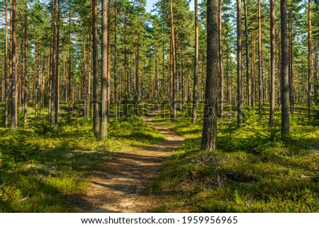 Beautiful summer view of a pine forest in Sweden with a walking path and blueberry sprigs covering the forest floor