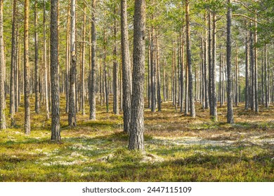 Beautiful summer view of a sparse and well cared pine forest in northern Sweden, with moss and blueberry sprigs on the forest floor - Powered by Shutterstock