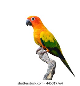 Beautiful Sun Conure Bird Isolated On White Background.