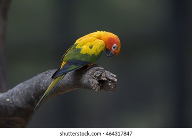 Beautiful Sun Conure Parrot 