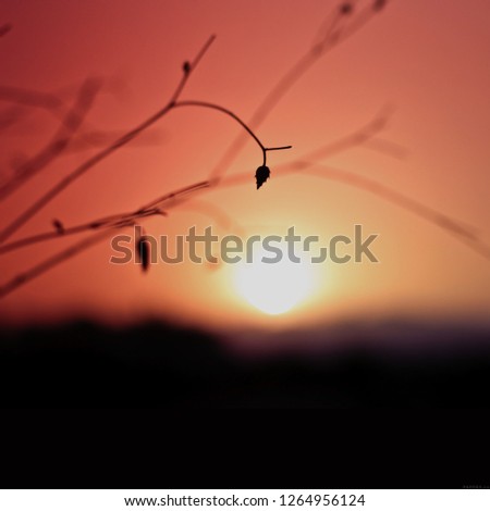 Similar – Foto Bild Silhouette Halm Gras