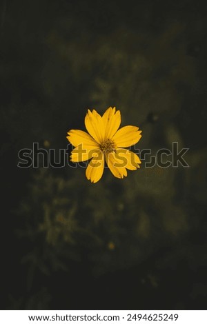 Image, Stock Photo a yellow and small flower isolated in the field