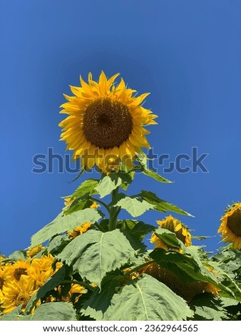 Image, Stock Photo sunny day Environment