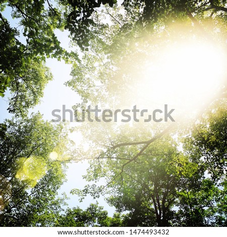 Beautiful sun light through trees in forest looking upwards